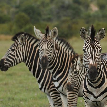 Idube Game Reserve Khu bảo tồn Sabi Sand Ngoại thất bức ảnh