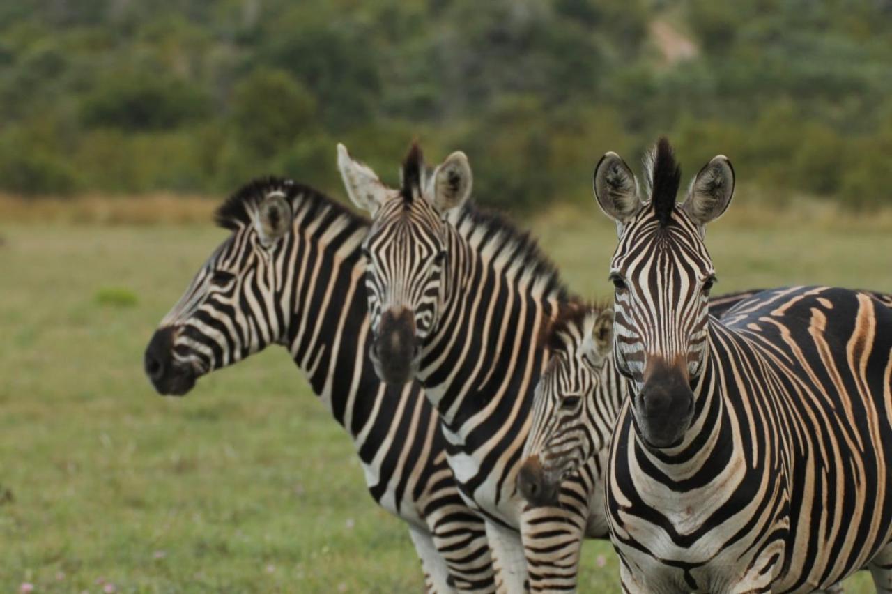 Idube Game Reserve Khu bảo tồn Sabi Sand Ngoại thất bức ảnh